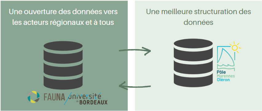 Mise en place d'une connexion entre la base de données du PMO et la base de données de FAUNA