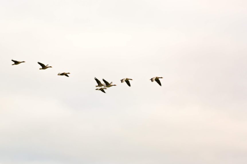 Oiseaux qui volent dans un ciel nuageux.